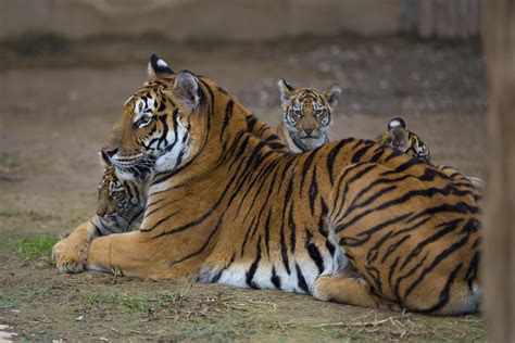 Lion Tiger Cubs Meet Visitors At Kayseri Zoo Zoo Babies Baby