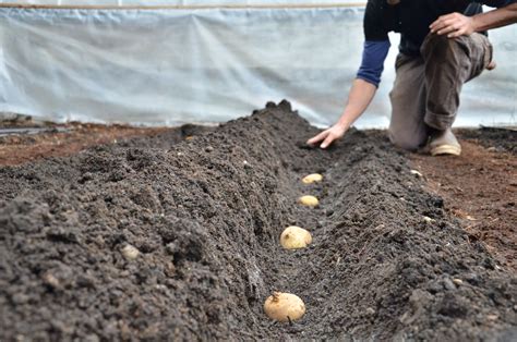 Planting Potatoes — Seattle Urban Farm Company Garden Trellises And