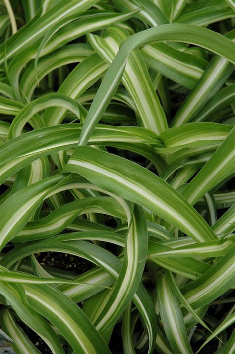 Variegated Spider Plant Chlorophytum Comosum Variegatum In Denver