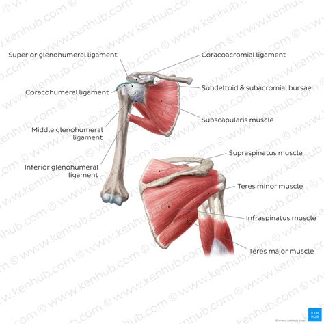 Shoulder Girdle Anatomy Movements And Function Kenhub