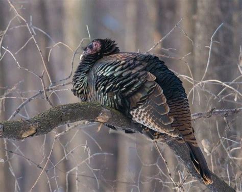 Wild Turkeys Roost In Trees 📷 Joanne Bartkus Wild Turkey Turkey