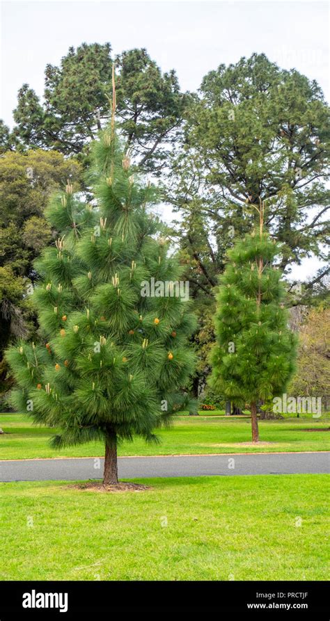 Australian Pine Tree Stock Photos And Australian Pine Tree Stock Images