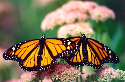 Two Monarch Butterflies Sitting On Top Of Pink Flowers