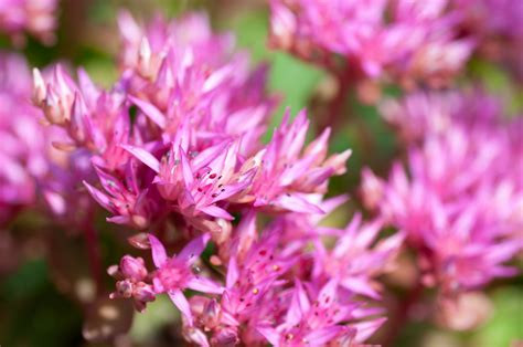 Color Me Happy Series 10 Beautiful Pink Perennial Flowers