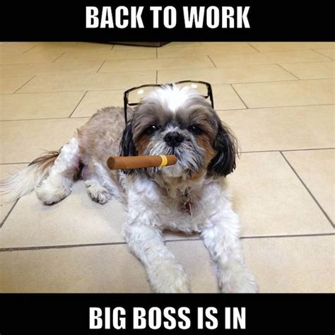 Just don't show them your boss. OhSoHumorous.com - #best #funny #memes on the internet