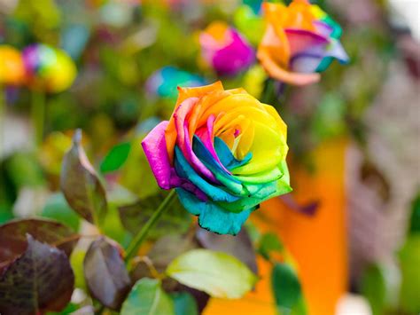 Rainbow Roses Are They Real Love The Garden