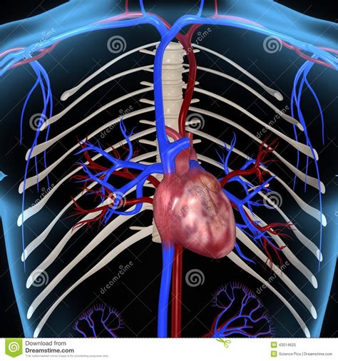 Human Heart Stock Illustration Image 43014625