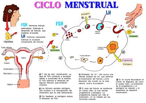 Fases Del Ciclo Menstrual Las Fases Del Ciclo Menstrual Fase Mobile