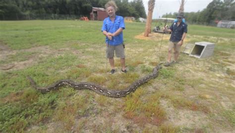 Florida Python Tops 200 Pounds Is Over 20 Feet Long