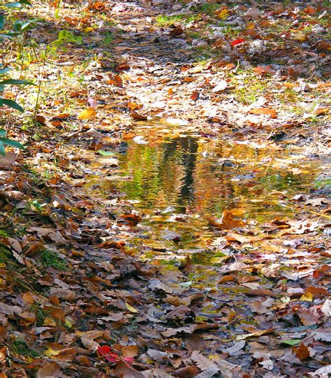 Autumn Puddle A Photo On Flickriver