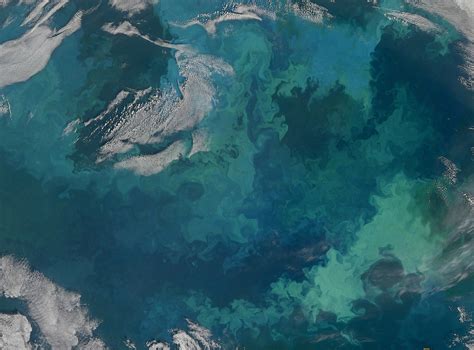 Phytoplankton Bloom In The Barents Sea Detail Nasa