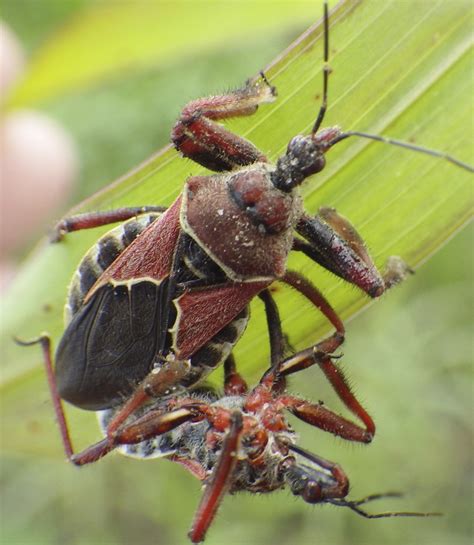 Common True Bugs — Texas Insect Identification Tools
