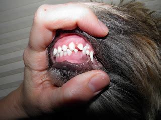 Symptoms of infection in your kitten's mouth may include red, inflamed gums with. Just A Pup: Teeth and Only Teeth