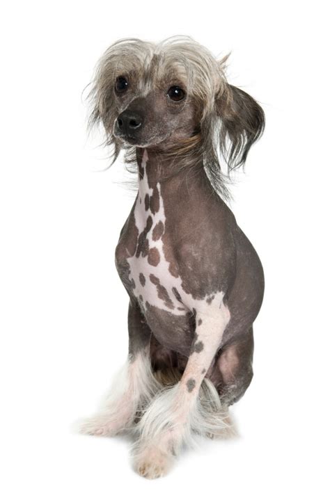 Hairless Chinese Crested Breed Information And Photos Thriftyfun