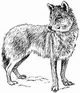 Wolf Coloring Wolves Animal 321coloringpages sketch template
