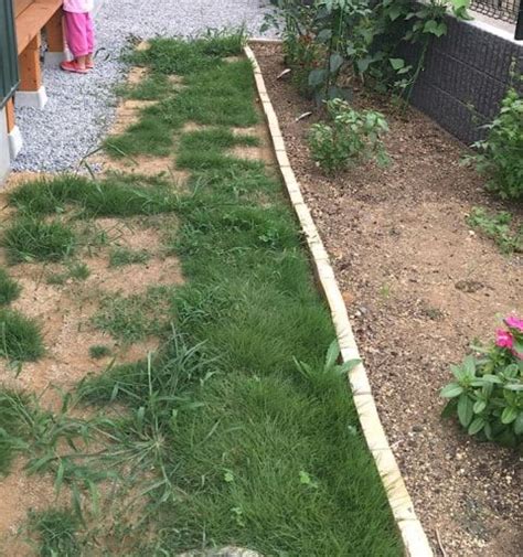 庭を天然芝から「人工芝」へ張替えに挑戦!～丁寧な暮らしを楽しむ木の家つくり | Sumai 日刊住まい | 庭, 芝庭, 庭 人工芝