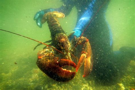 Maines Gov Criticizes European Proposal To Ban Us Lobster The