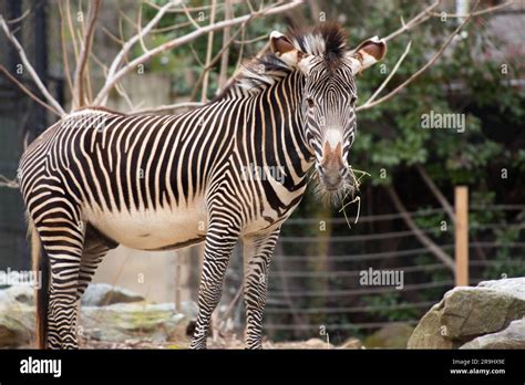 A Male Grevys Zebra Named Moyo At The Smithsonians National Zoo Stock