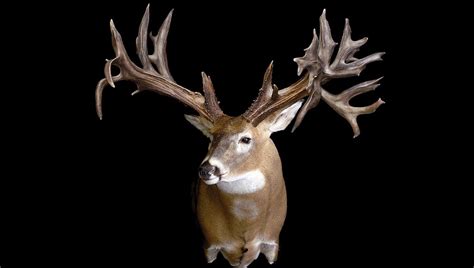 10 Of The Biggest Whitetail Deer Shed Antlers Ever Found Field And Stream