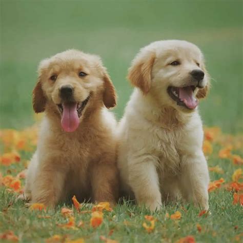 Everything You Need To Know Before Getting Two Golden Retrievers