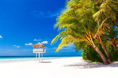 Dream Scene Beautiful Palm Tree Over White Sand Beach Stock Image