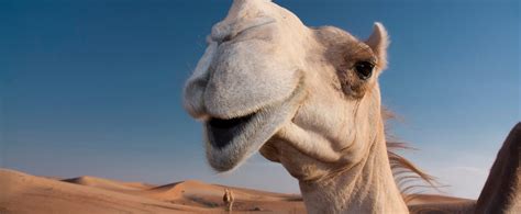 Where can i donate milk powder? "New" lactic acid bacteria can make African camel milk ...
