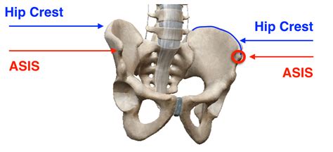 Structures Of Pelvic Bone