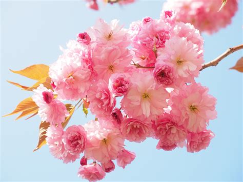 Japanese Cherry Trees Blossom Bloom Cherry Blossom 4k Hd Wallpaper