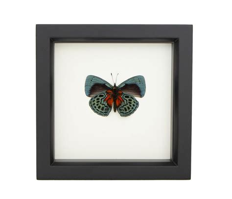 Butterfly Craft Display Asterope Optima Bug Under Glass