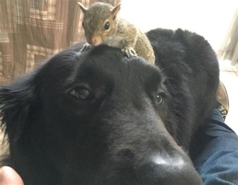 Baby Squirrel Cuddles With The Dogs Who Saved Him Laptrinhx News