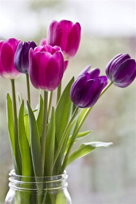 Purple And Pink Tulips In A Vase Tulips In Vase Tulips Flowers