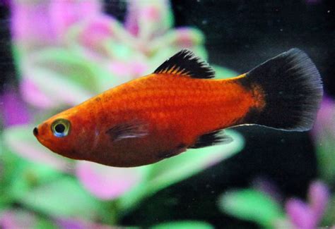 Platy Fish Colors Patterns And Fin Types