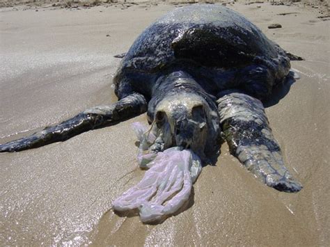 Oil Spill Sea Turtles