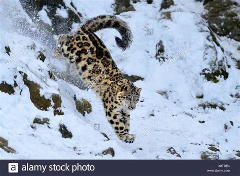 Leopard Jumping High Resolution Stock Photography And Images Alamy