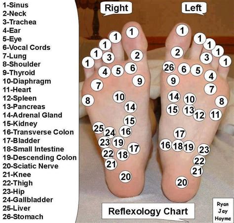Reflexology Massage Techniques Lots Of Charts Reflexology Massage Therapy Foot Reflexology