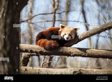 Portrait Of Red Panda Lying On Tree Stock Photo Alamy