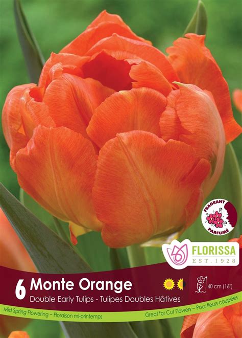 Tulip Monte Orange 6pkg Sheridan Nurseries Online