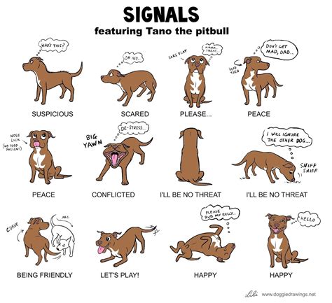 Pitbull Quotes Dog Wallpaper Dog Body Language Dog Language Dog