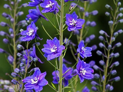 I mentioned the few that i could remember immediately. Delph Belladonna Dark Blue - Delphinium - Flowers and ...
