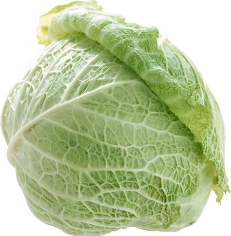 Cabbage Png Image Purepng Free Transparent Cc0 Png Image Library