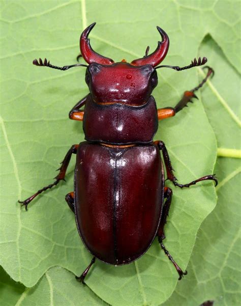 This poisonous chemical can cause skin blistering. Ohio Birds and Biodiversity: The Pinching Beetle, a rather ...