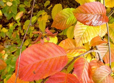 Carpinus Caroliniana American Hornbeam Blue Beech Hornbeam Ironwood