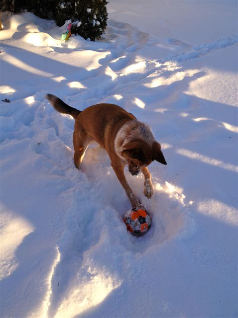 Snow Soccer Blue Heelers Red Heeler Boston Terrier Names Australian