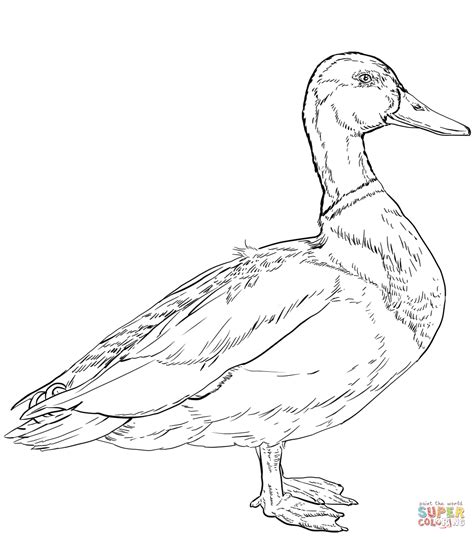 Mallard Coloring Page Free Printable Coloring Pages