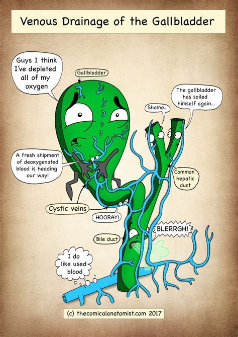 Venous Drainage Of The Gallbladder The Comical Anatomist