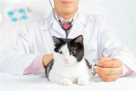 Ascites In Cats Causes And Treatment