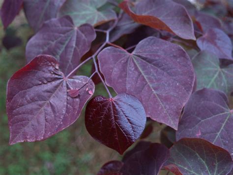 Cercis Canadensis ‘forest Pansy Redbud One Earth Botanical