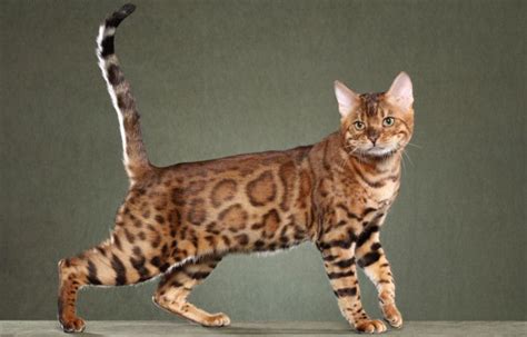 30 Fabulous Bengal Cat Photos That Look Like Tigers Бенгальские