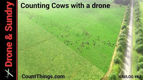 Counting Cows With A Drone NAVLOG YouTube