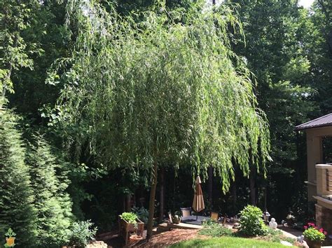 Weeping Willow Tree For Shade Landscape Designs For Your Home Shade